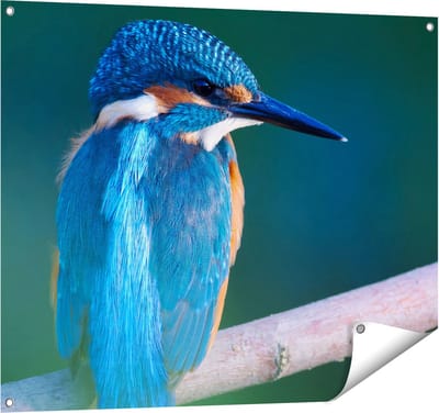 Gards Tuinposter Blauwe IJsvogel op een Tak - 100x80 cm - Tuindoek - Tuindecoratie - Wanddecoratie buiten - Tuinschilderij