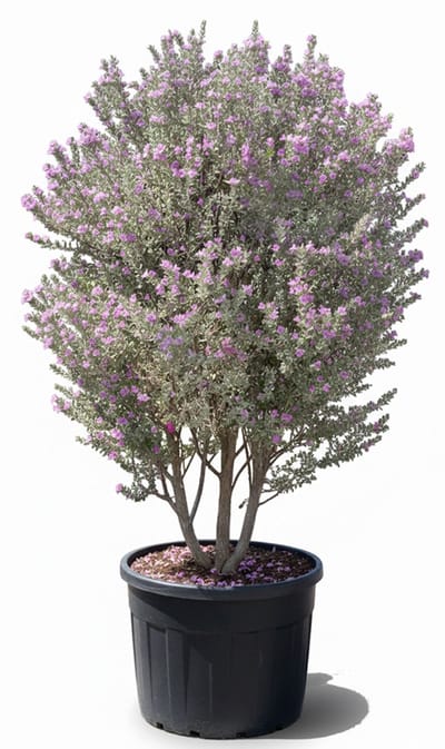 Sunny Tree - Leucophyllum frutescens – Texas Sage – Winterharde Sierheester – 200 cm