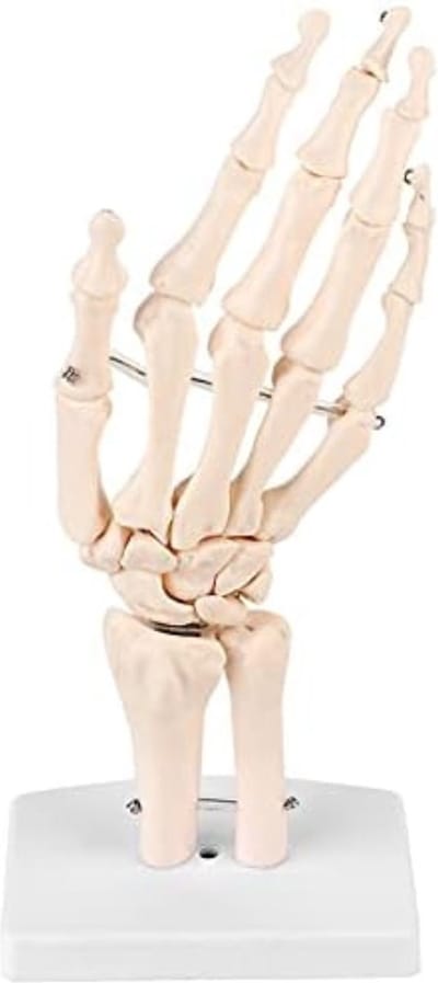 Anatomie Model - Anatomisch Model
