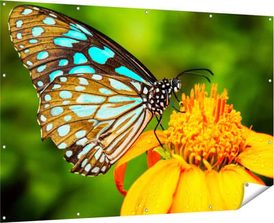 Gards Tuinposter Blauwe Vlinder bij een Oranje Bloem - 180x120 cm - Tuindoek - Tuindecoratie - Wanddecoratie buiten - Tuinschilderij