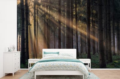 Behang - Fotobehang Bomen - Bos - Zon - Planten - Breedte 450 cm x hoogte 300 cm