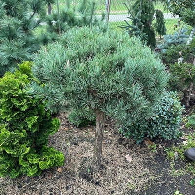 Pinus strobus 'Radiata' - Den | 50-60 cm pot
