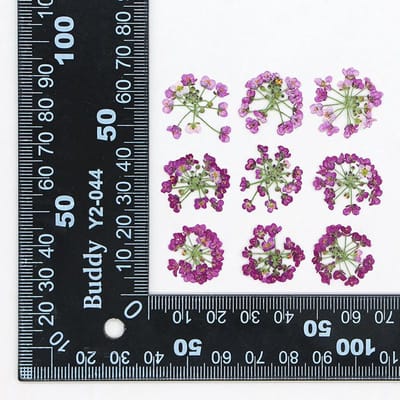 12 stuks Pak 1,5-2,5 cm Sneeuwbal Geperste Gedroogde Bloemen DIY Handgemaakte Telefoonhoes Sieraden Maken Vulling Natuurlijk Echte Gedroogde Bloemen helder roze