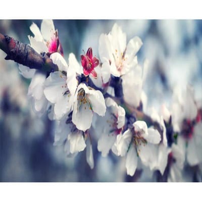 Diamantschilderij Gratis kruissteek Mozaïek Borduurkruissteek Peer Blossom Picture Home Decor 20X30CM gray
