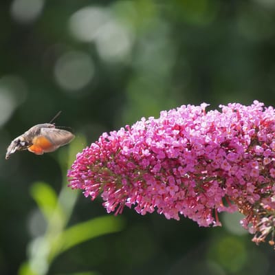 Vlinderstruik (Buddleja) - Roze - Vaste planten - Bijen-Vlinders - Geurend - bloeit in Juli / Augustus / September
