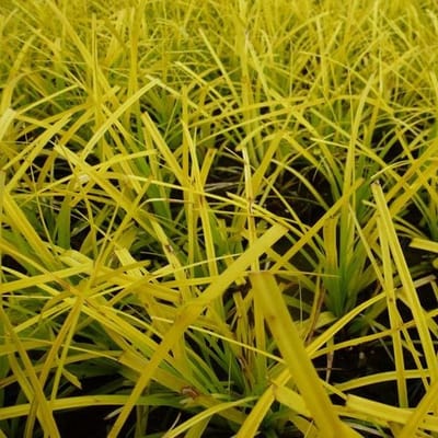 6x Zegge - Carex oshimensis 'Everillo'® - Pot 9x9cm