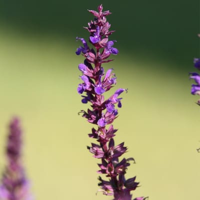 Bloomique - Set van 3 - Salvia Nemorosa Blaukönigin - Salie - Blauwe Bloemen - Tuinplanten - Winterhard - Hoogte 10-20 cm - Pot 9x9 cm