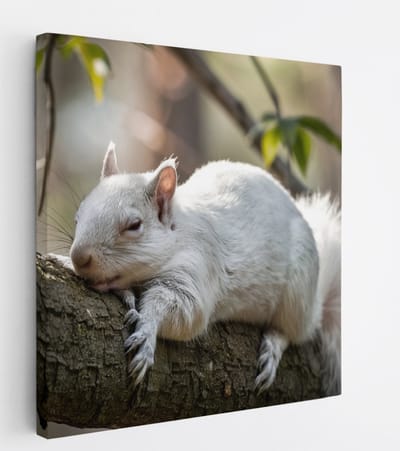 Saammp Canvas Schilderij - Witte Eekhoorn - Natuur - Dieren - 20x20 - Foto op canvas - Wanddecoratie - Muurdecoratie Woonkamer - Slaapkamer decoratie - Canvas Print