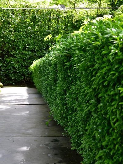Laurier Prunus Novita 80-100 cm, 25x Haagplant