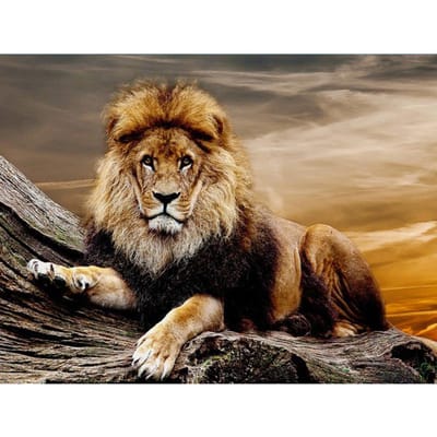 Dieren Diamond Painting Kleurrijke dieren Foto Strass Diamantborduurwerk 20X30CM beige