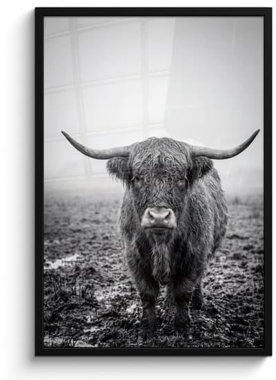 Poster in lijst - Fotolijst 60x90 cm - Posters - Schotse hooglander - Zwart - Wit - Gras - Posterlijst zwart - Decoratie - Wanddecoratie woonkamer - Muurdecoratie slaapkamer