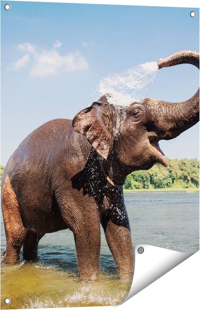 Gards Tuinposter Vrolijke Olifant in het Water - 60x80 cm - Tuindoek - Tuindecoratie - Wanddecoratie buiten - Tuinschilderij
