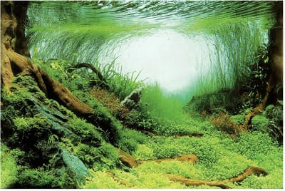 Superfish Deco Poster - Aquarium - Ornament - 150x61 cm Aquascape Plant