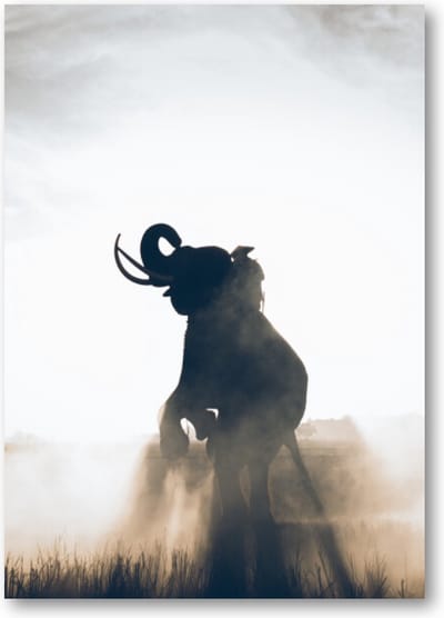Olifant in Rijstveld - A3 Poster Staand - 30x42cm - Dieren