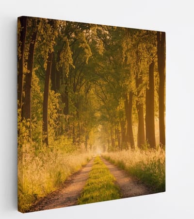 Saammp Canvas Schilderij - Weg door het bos - Nederland - Landschap - Natuur - 20x20 - Foto op canvas - Wanddecoratie - Muurdecoratie Woonkamer - Slaapkamer decoratie - Canvas Print