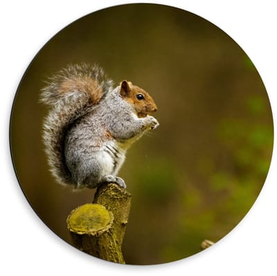 Dibond Wandcirkel - Eekhoorn op Tak van Boom - 50x50cm Foto op Aluminium Wandcirkel (met ophangsysteem)