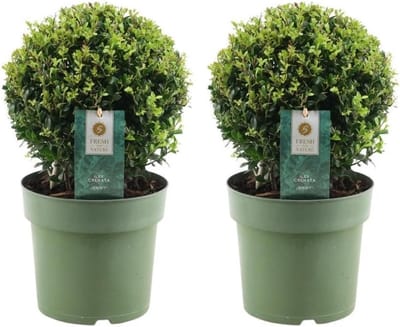 Bolvormige Groenblijvende Struik voor Heg of Tuin, 2 stuks