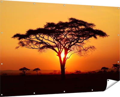 Gards Tuinposter Zonsondergang Achter een Savanne Boom - 180x120 cm - Tuindoek - Tuindecoratie - Wanddecoratie buiten - Tuinschilderij