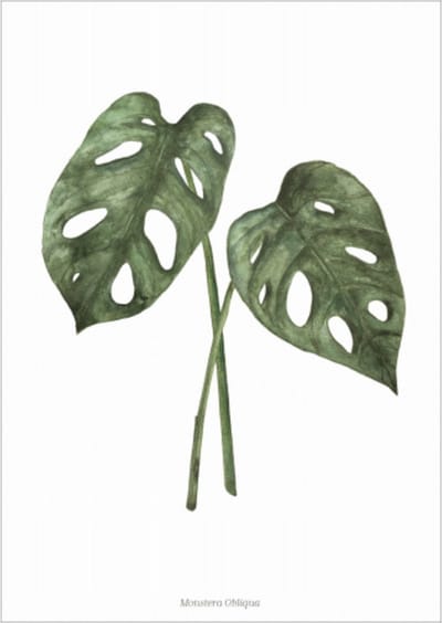 Days of Bloom Poster A4 Gatenplant / Monstera Obliqua