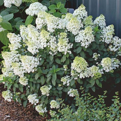 Hydrangea pan. Bobo - Set van 4 - Pluimhortensia - Pot 3 Liter - Bloemkleur Wit