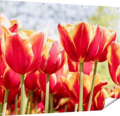 Gards Tuinposter Oranje Rode Tulpen - 150x120 cm - Tuindoek - Tuindecoratie - Wanddecoratie buiten - Tuinschilderij