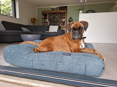 Dog's Companion Hondenkussen / Hondenbed - XS - 55 x 45 cm - Oud Groen Double Ribcord