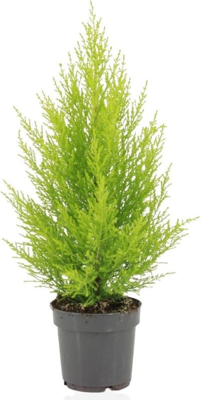 Plantenboetiek.nl | Cupressus Macrocarpa Goldcrest Wilma - Ø14cm - 45-55cm hoog - Kamerplant - Groenblijvend