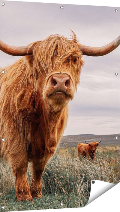 Gards Tuinposter Schotse Hooglander Koeien in de Wei - 80x120 cm - Tuindoek - Tuindecoratie - Wanddecoratie buiten - Tuinschilderij