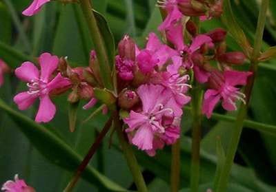 6x Koekoeksbloem - Lychnis visc. 'Splendens' | 9x9 cm pot