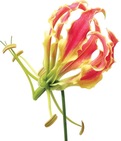 Fotobehang Flowers Forest Nature | XL - 208cm x 146cm | 130g/m2 Vlies