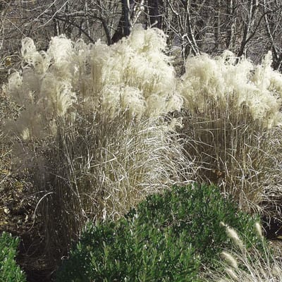 6 x Miscanthus Sinensis 'Graziella' - Scherpgroen pot 9 x 9 cm - Sierlijke Vroegbloeier met Koperrode Tinten
