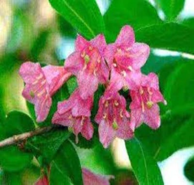 Weigela praecox 'Bouquet Rose', 2 liter pot