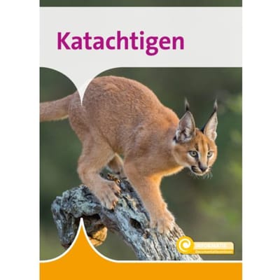 Katachtigen - Informatie - Marlies Huijzer
