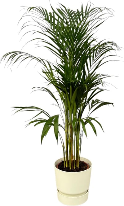 Plantenboetiek.nl | Areca palm inclusief elho Greenville Round wit - Ø21cm - 100-110cm hoog - Kamerplant - Complete set - Plant met pot