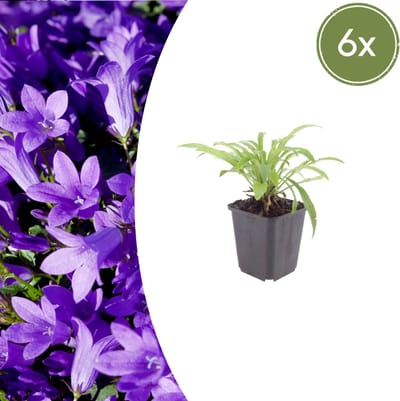 Tuinplantenshop.com | Campanula pers. 'Coerulea' | 6 stuks - Ø9cm - 10-25cm hoog - Tuinplant