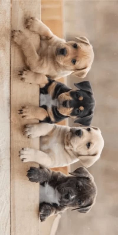 Animal Pictures Strandlaken Puppies - 70 x 140 cm - Multi