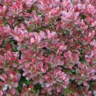 Berberis Thunbergii 'Bagatelle' - Zuurbes 15-20 cm pot