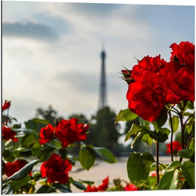 Dibond - Rode Bloemen met Eiffeltoren op Achtergrond - 80x80cm Foto op Aluminium (Wanddecoratie van metaal)