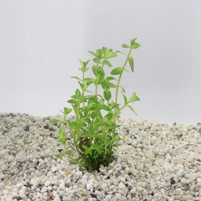 Bacopa Caroliniana 100cc cup - Aquariumplanten InVitro - Aquarium decoratie - Aqua Producten - Moerings