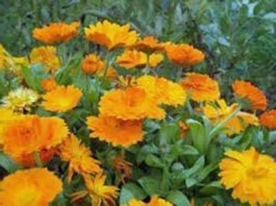 Goudsbloem Zaden - Bloemenzaad - Tuin Decoratie - Biologisch Vers - 100+ Zaden - Goud
