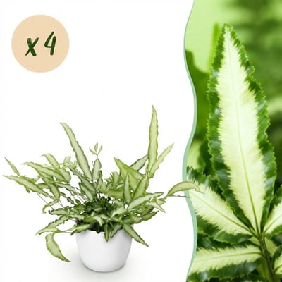 Plantenboetiek.nl | Pteris cretica Albolineata - Lintvaren - Huisdiervriendelijke Plant - Groen - 4 Planten - met Potter Wit - Ø12cm - 20cm hoog - Kamerplant - Arrangement - Plant met pot