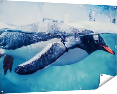 Gards Tuinposter Pingu�n Zwemt in het Water - 150x100 cm - Tuindoek - Tuindecoratie - Wanddecoratie buiten - Tuinschilderij