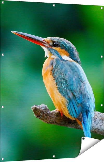 Gards Tuinposter Blauw Oranje IJsvogel op een Tak - 90x120 cm - Tuindoek - Tuindecoratie - Wanddecoratie buiten - Tuinschilderij