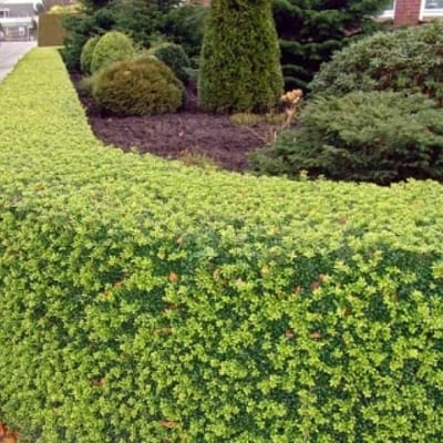 12 x Japanse Hulst - Haagplant Wintergroen - Buxus Vervanger - Ilex crenata 'Dark Green' in 9x9cm pot met hoogte 5-10cm
