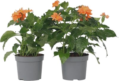 Plant in a Box - Crossandra Fortuna - Set van 2 - Bloeiende kamerplanten - Mooie heldere bloemen - Pot 13cm - Hoogte 20-30cm