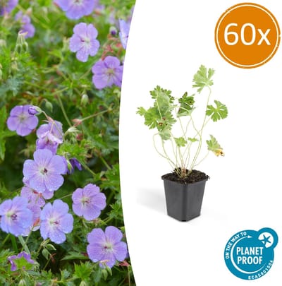 60 Stuks Ooievaarsbek, Lilakleurige Bloemen van mei tot ver in het najaar! Geranium Rozanne - 10-25cm - Ø9cm