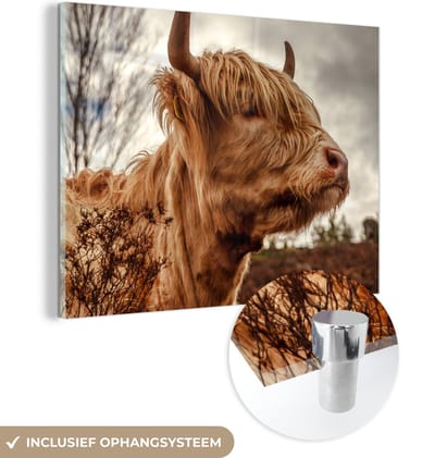 MuchoWow® Glasschilderij 160x120 cm - Schilderij acrylglas - Schotse Hooglander - Struik - Heide - Foto op glas - Schilderijen
