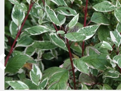 Cornus alba 'Sibirica Variegata' - Kornoelje, Witbonte Siberische Kornoelje 50 - 60 cm in pot