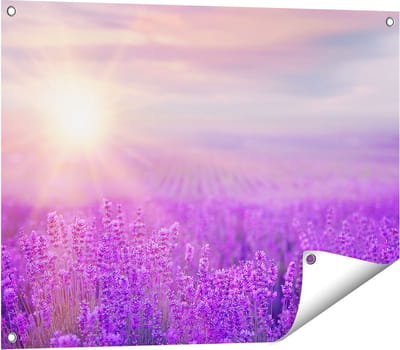 Gards Tuinposter Bloemenveld met Paarse Lavendel - 80x60 cm - Tuindoek - Tuindecoratie - Wanddecoratie buiten - Tuinschilderij