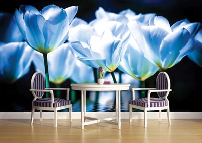 Flowers Poppies Photo Wallcovering
